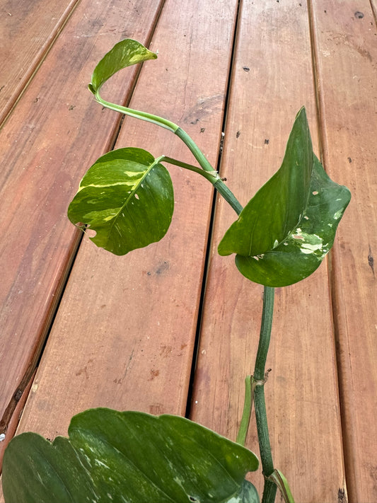 Epipremnum Albo in 4-inch pot with marbled green and white leaves, tropical pothos houseplant