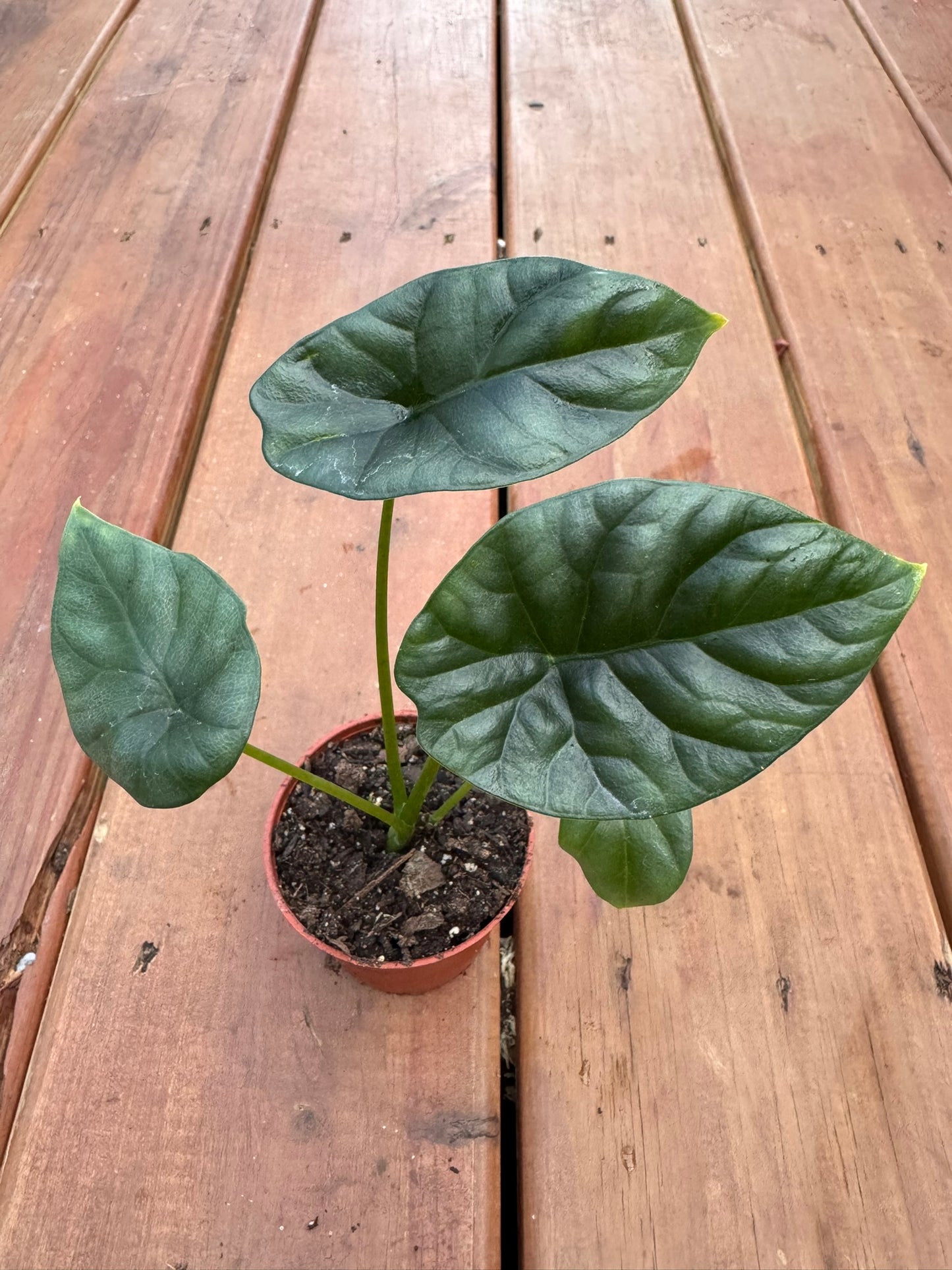 Alocasia Sinuata Quilted Dream in 3-inch pot with dark glossy quilted leaves, jewel Alocasia tropical houseplant