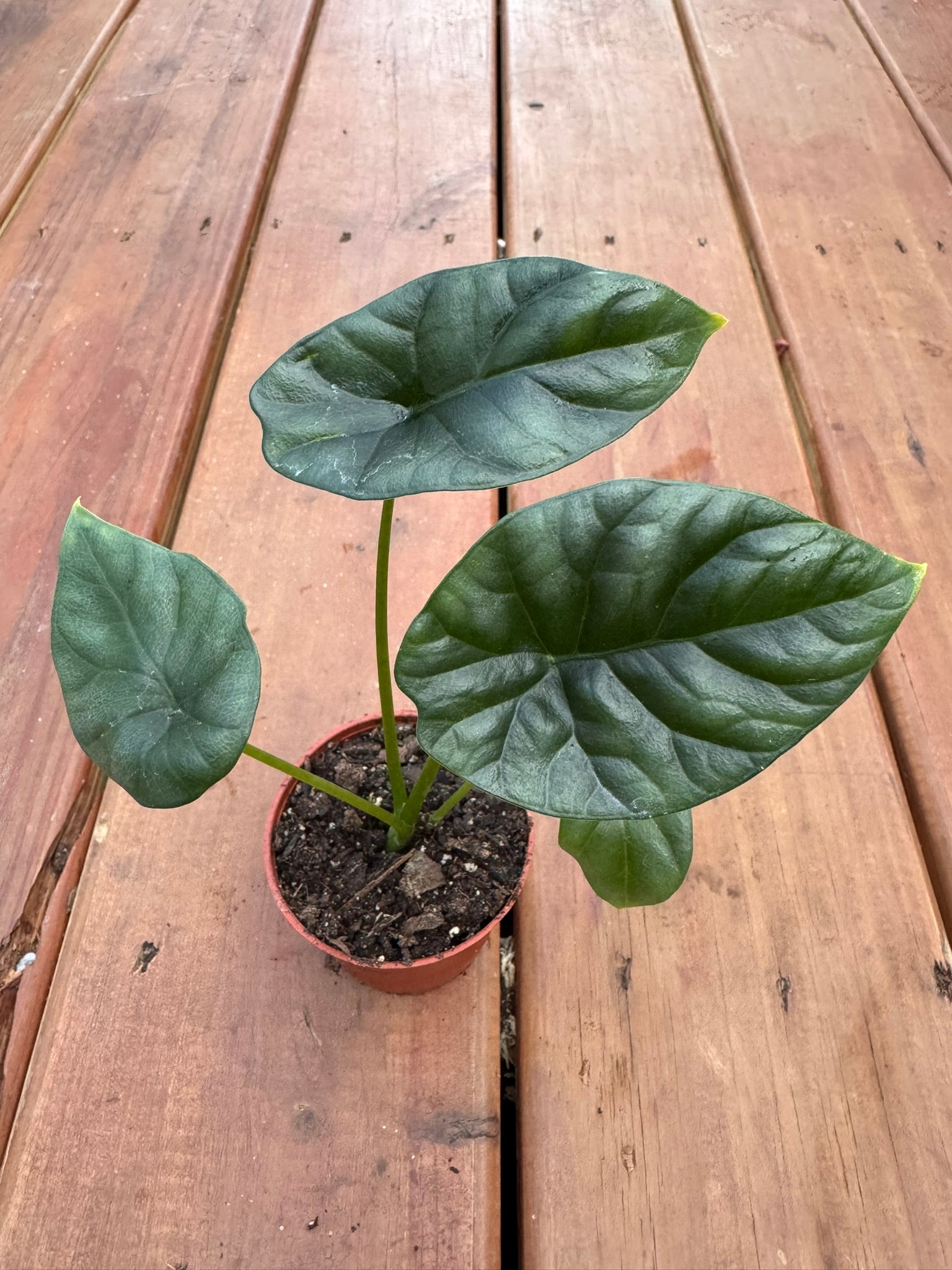 Alocasia Sinuata Quilted Dream in 3-inch pot with dark glossy quilted leaves, jewel Alocasia tropical houseplant