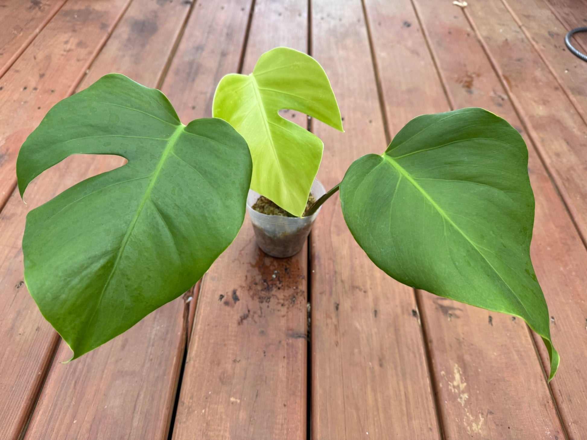 Monstera Deliciosa in 4-inch pot with large green leaves developing splits, tropical Swiss cheese houseplant