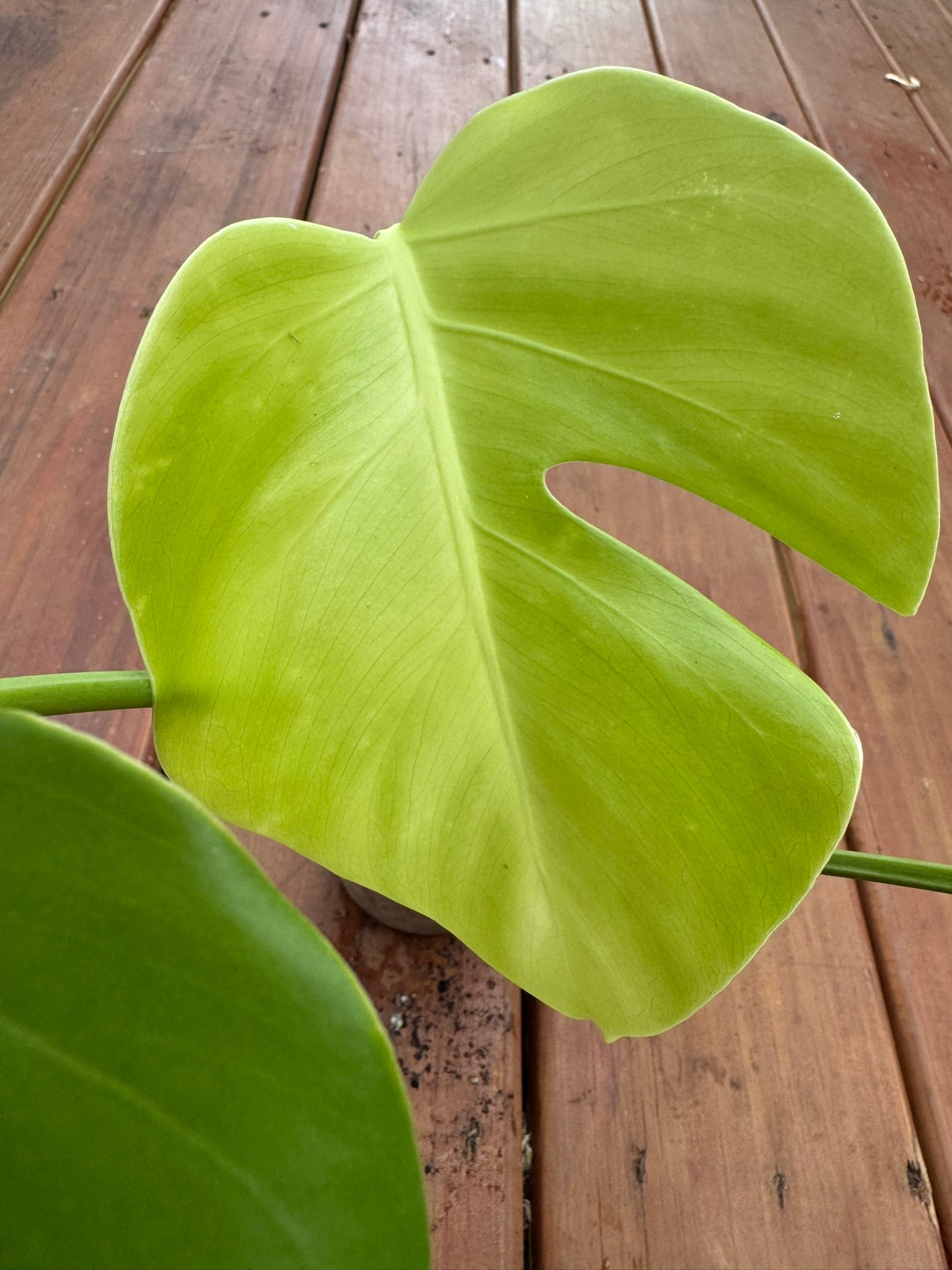 Monstera Deliciosa in 4-inch pot with large green leaves developing splits, tropical Swiss cheese houseplant