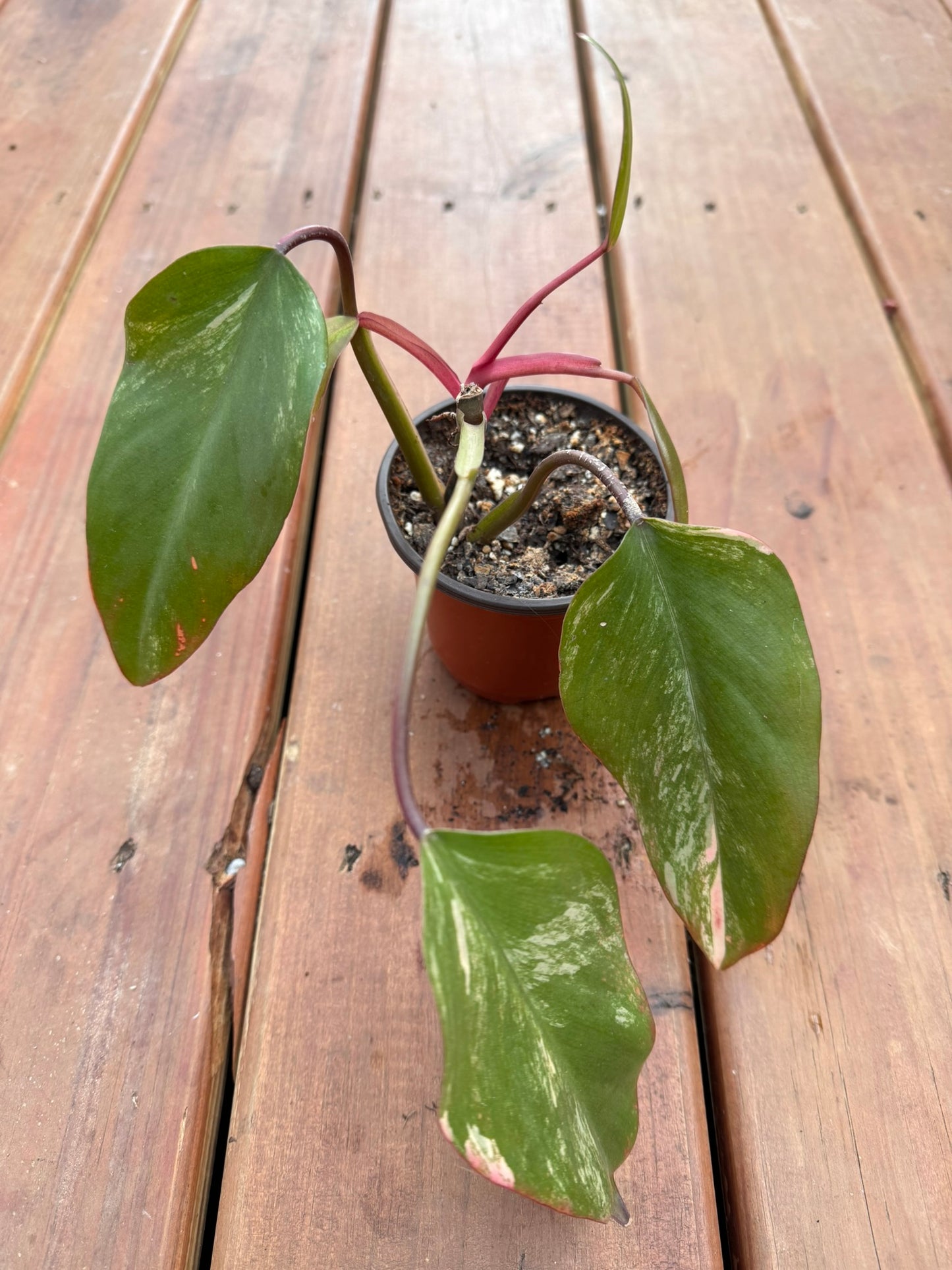Philodendron Strawberry Shake in 4-inch pot with variegated pink, cream, and green leaves, tropical climbing philodendron houseplant