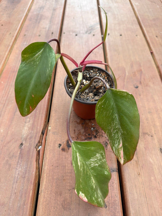 Philodendron Strawberry Shake in 4-inch pot with variegated pink, cream, and green leaves, tropical climbing philodendron houseplant