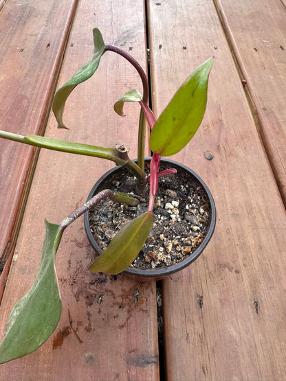 Philodendron Strawberry Shake in 4-inch pot with variegated pink, cream, and green leaves, tropical climbing philodendron houseplant