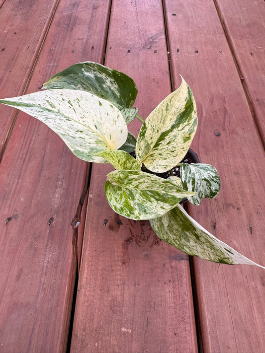 Snow Queen Pothos in 4-inch pot with heart-shaped green and white marbled leaves, trailing tropical pothos houseplant