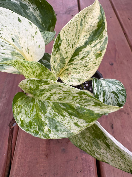 Snow Queen Pothos in 4-inch pot with heart-shaped green and white marbled leaves, trailing tropical pothos houseplant