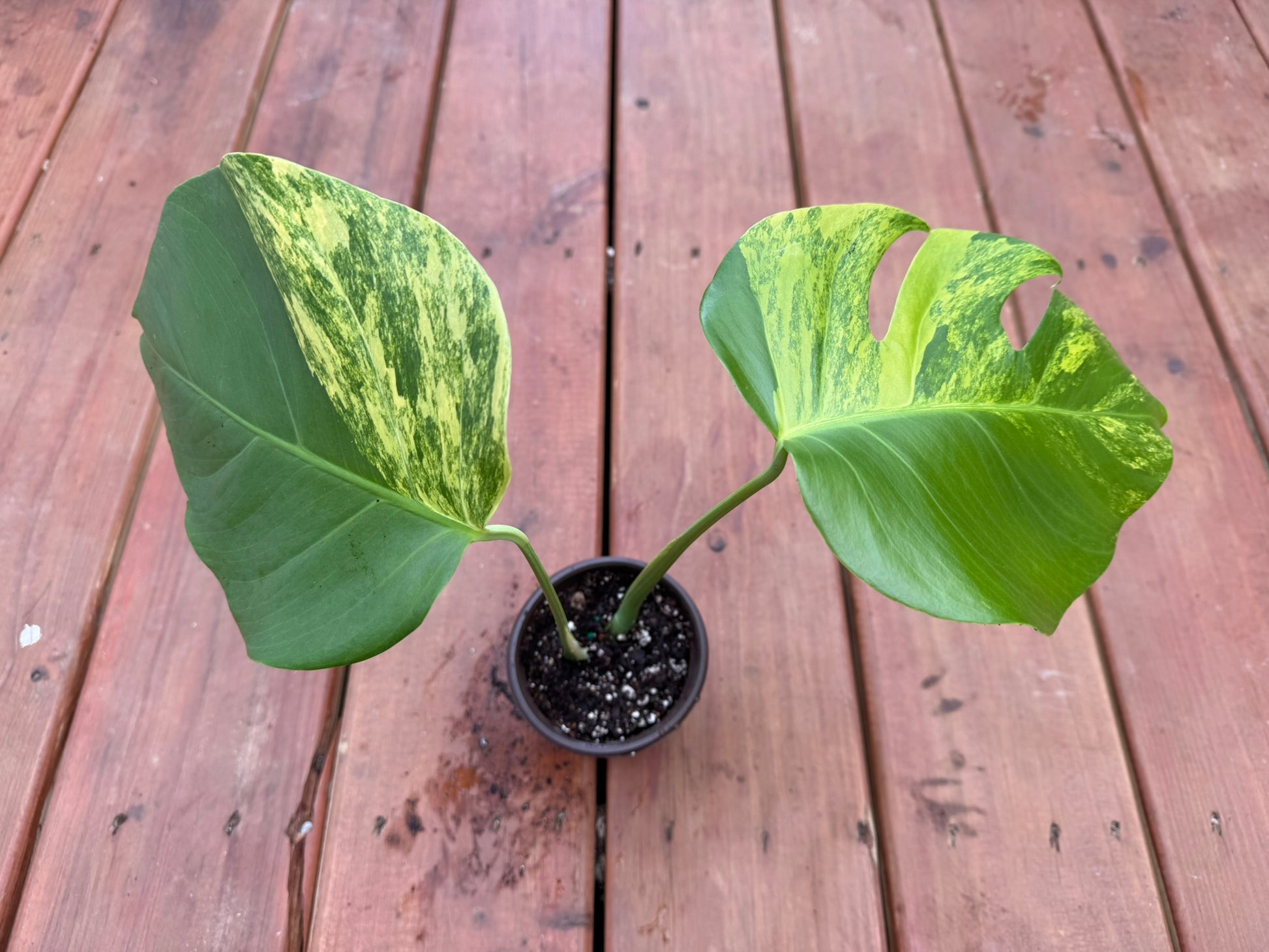 Monstera Aurea in 4-inch pot with green and gold marbled leaves, tropical variegated Monstera houseplant