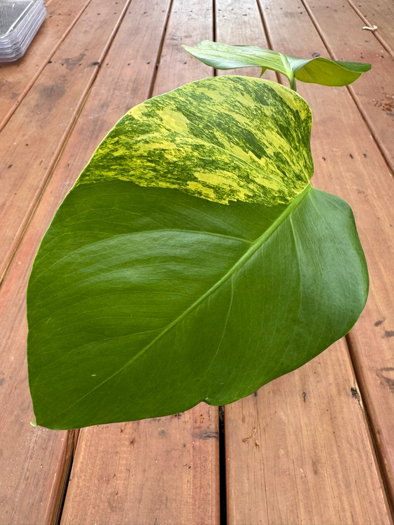 Monstera Aurea in 4-inch pot with green and gold marbled leaves, tropical variegated Monstera houseplant