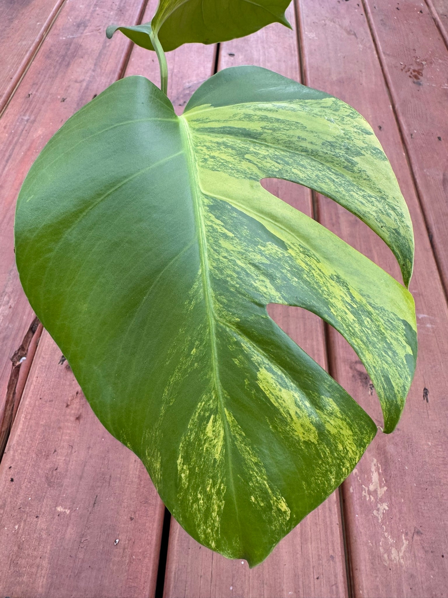 Monstera Aurea in 4-inch pot with green and gold marbled leaves, tropical variegated Monstera houseplant