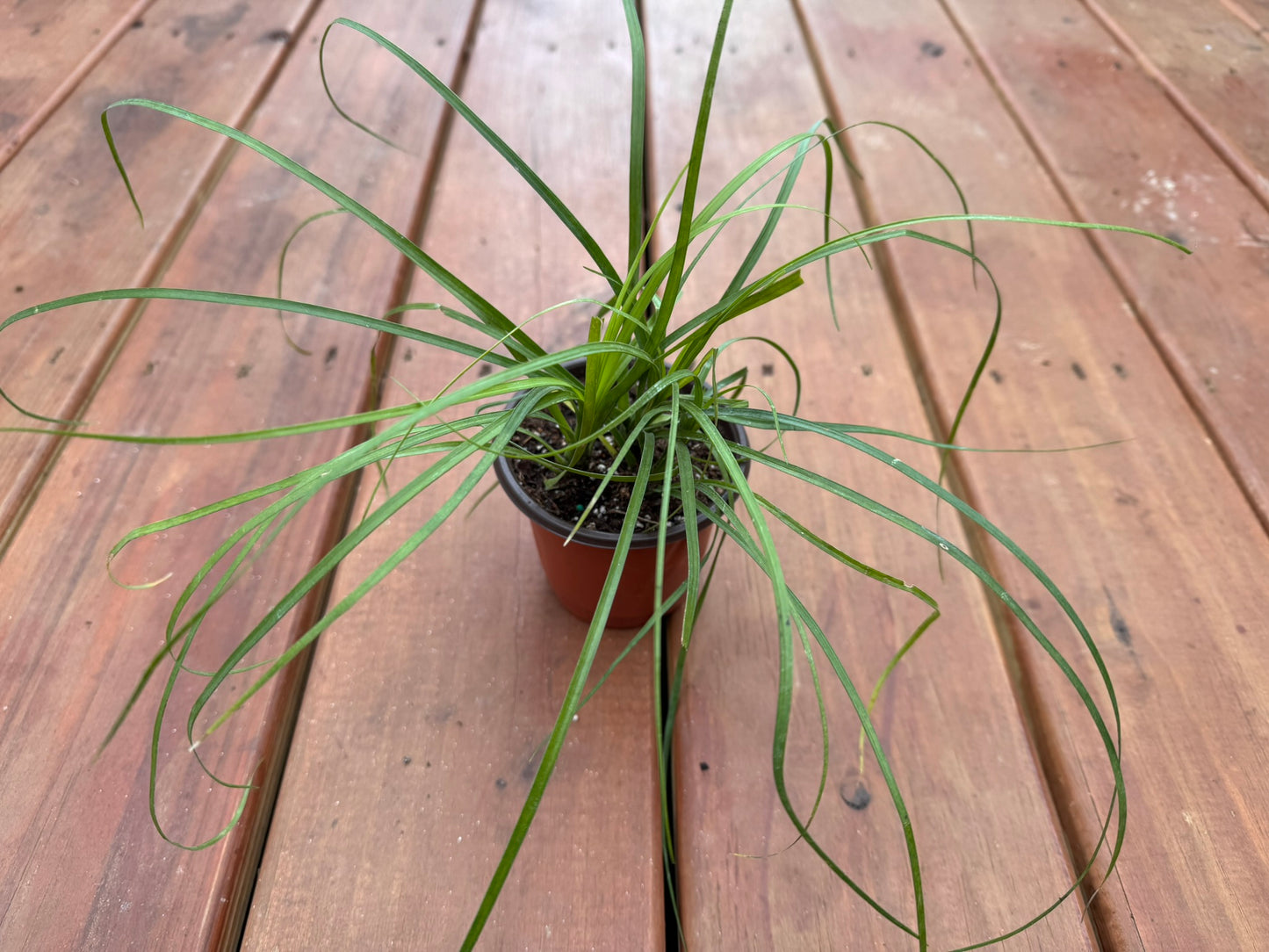 Ponytail Palm in 4-inch pot with curly green leaves and bulbous trunk, pet-friendly easy-care succulent houseplant
