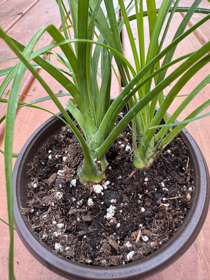 Ponytail Palm in 4-inch pot with curly green leaves and bulbous trunk, pet-friendly easy-care succulent houseplant