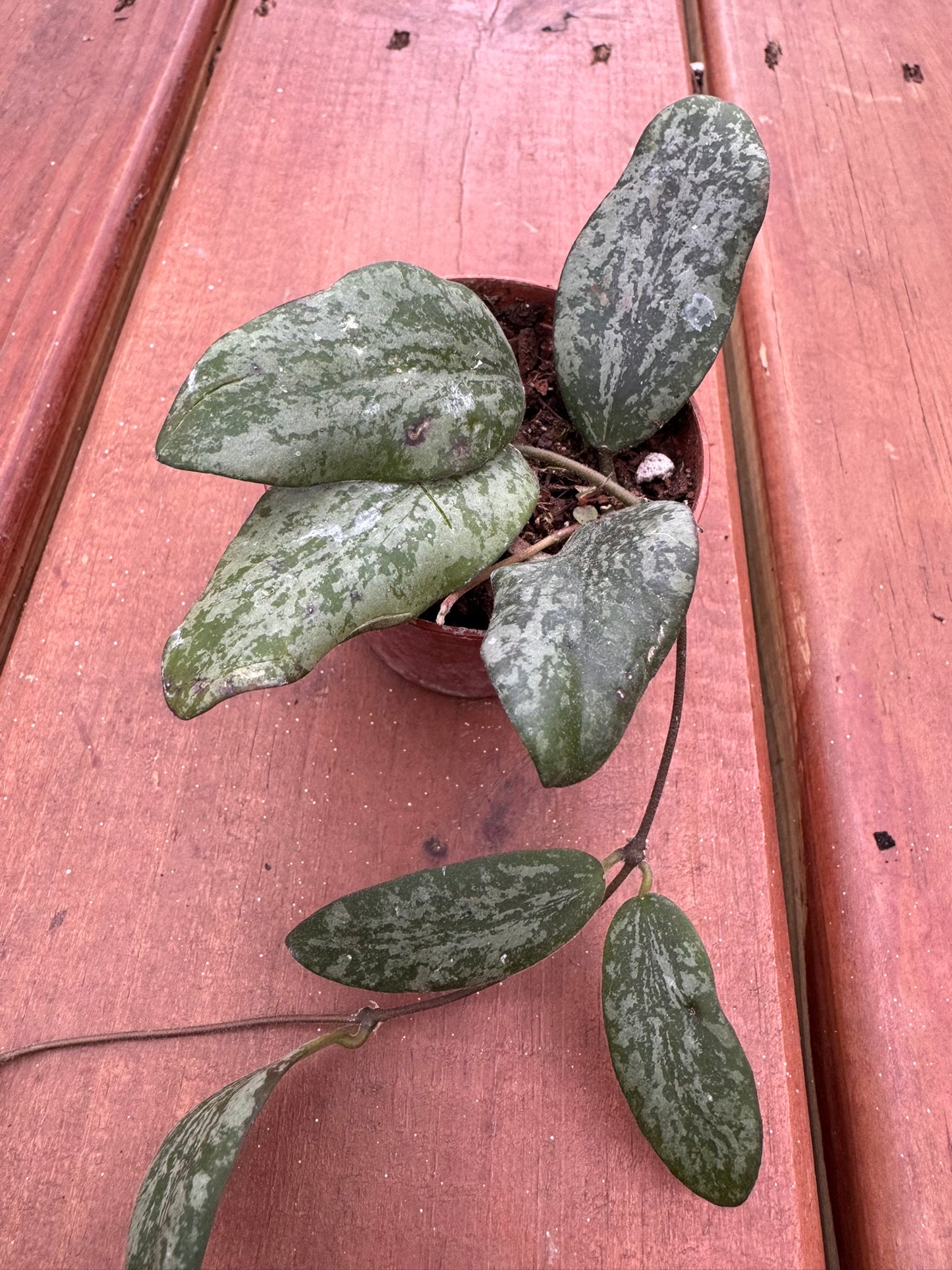 Hoya Sigillatis Silver in 2-inch pot with rounded green leaves speckled in silver, compact tropical wax plant houseplant
