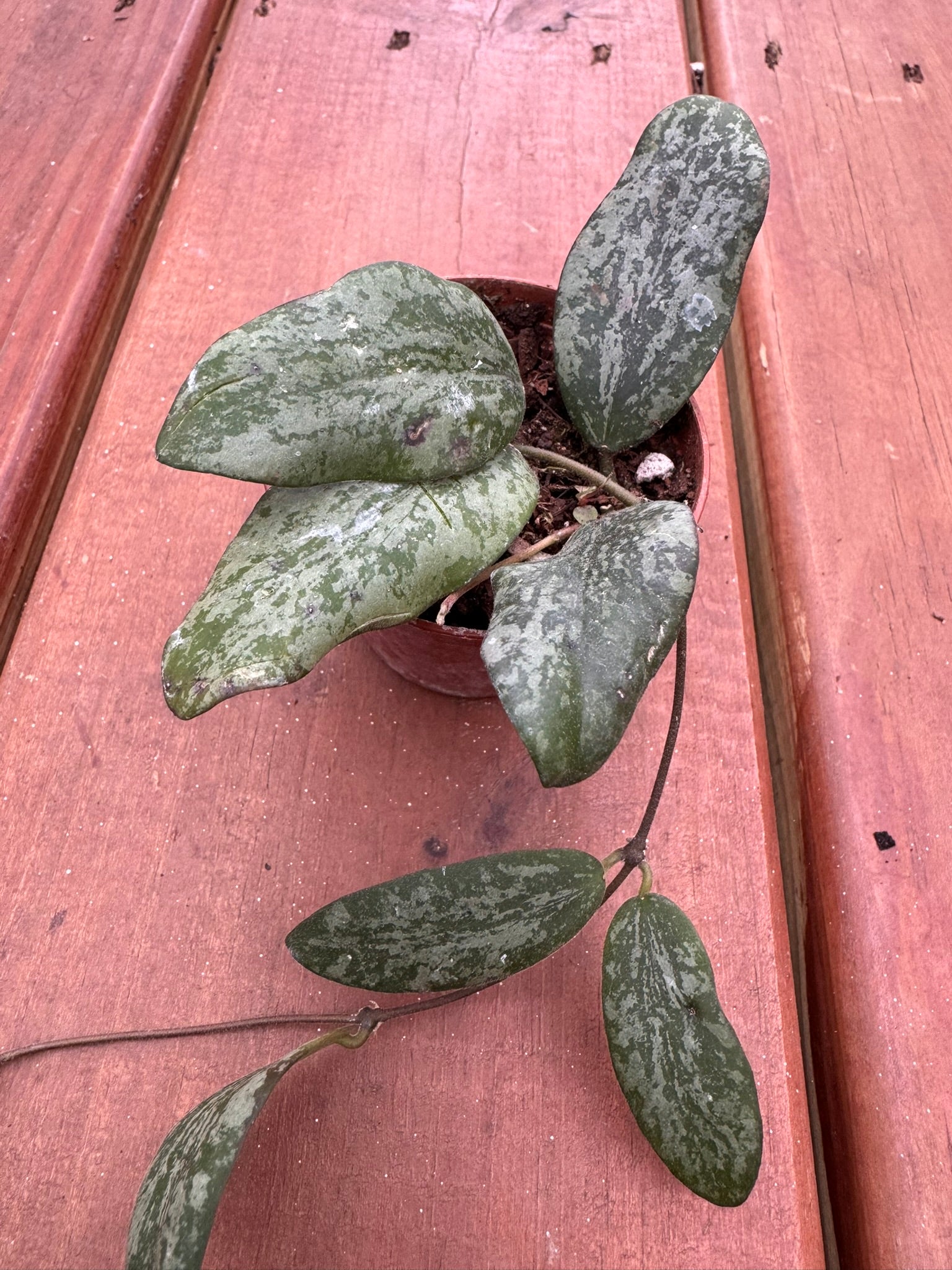 Hoya Sigillatis Silver in 2-inch pot with rounded green leaves speckled in silver, compact tropical wax plant houseplant