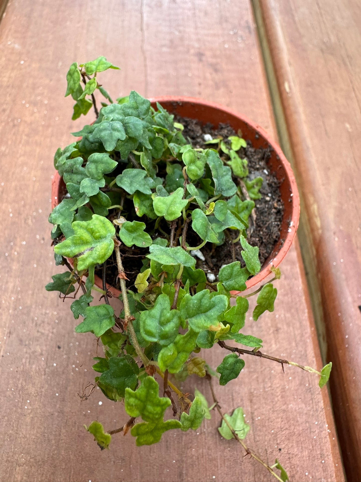 String of Frogs in 2-inch pot with trailing vines of small frog-shaped green leaves, tropical trailing houseplant