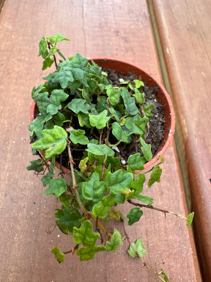String of Frogs in 2-inch pot with trailing vines of small frog-shaped green leaves, tropical trailing houseplant