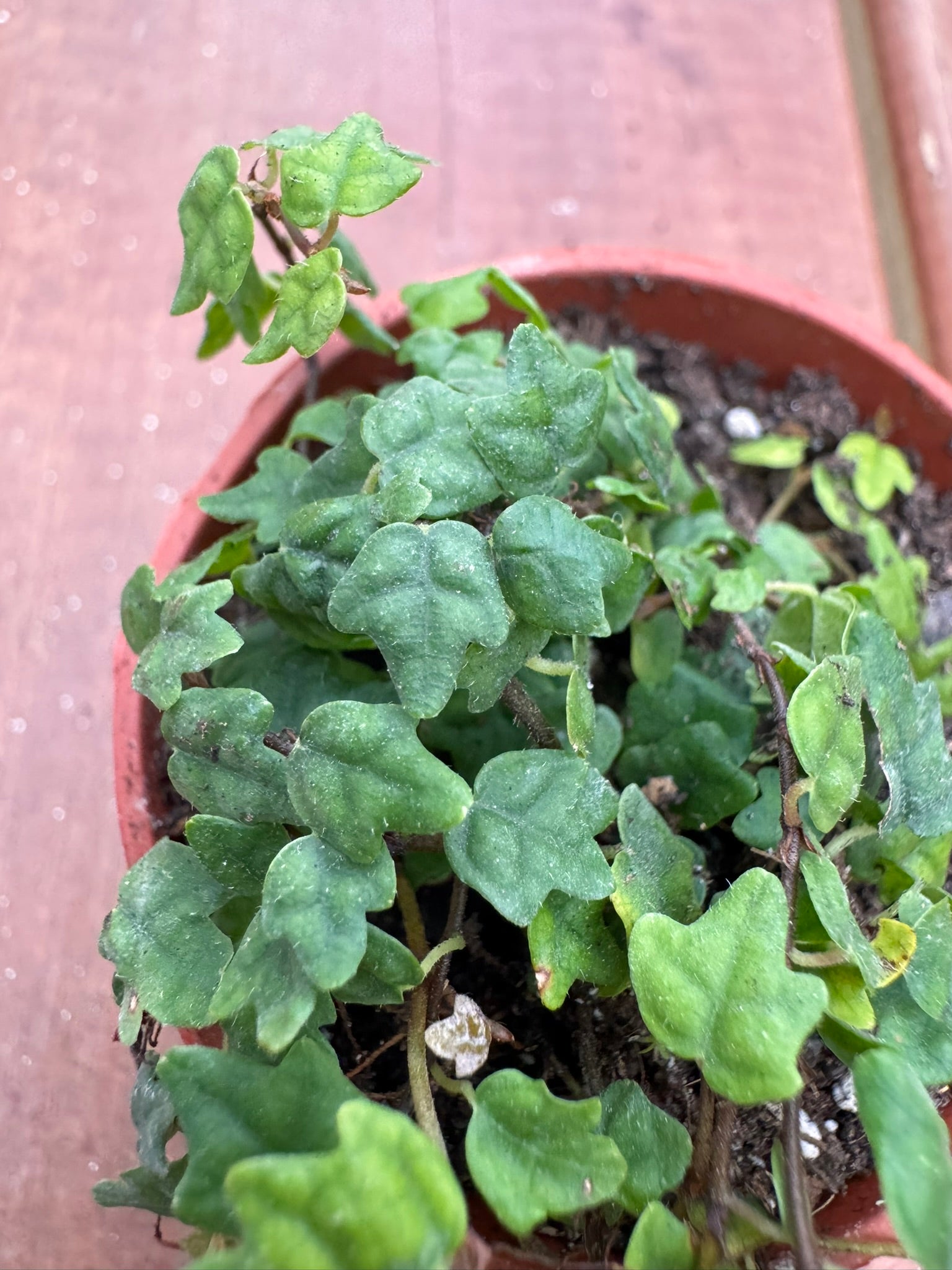 String of Frogs in 2-inch pot with trailing vines of small frog-shaped green leaves, tropical trailing houseplant