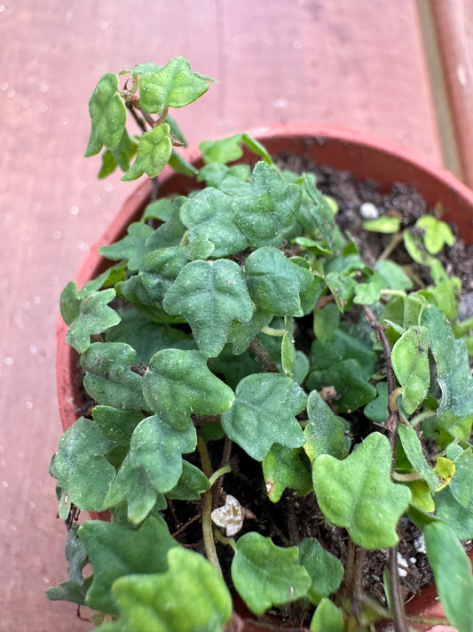 String of Frogs in 2-inch pot with trailing vines of small frog-shaped green leaves, tropical trailing houseplant