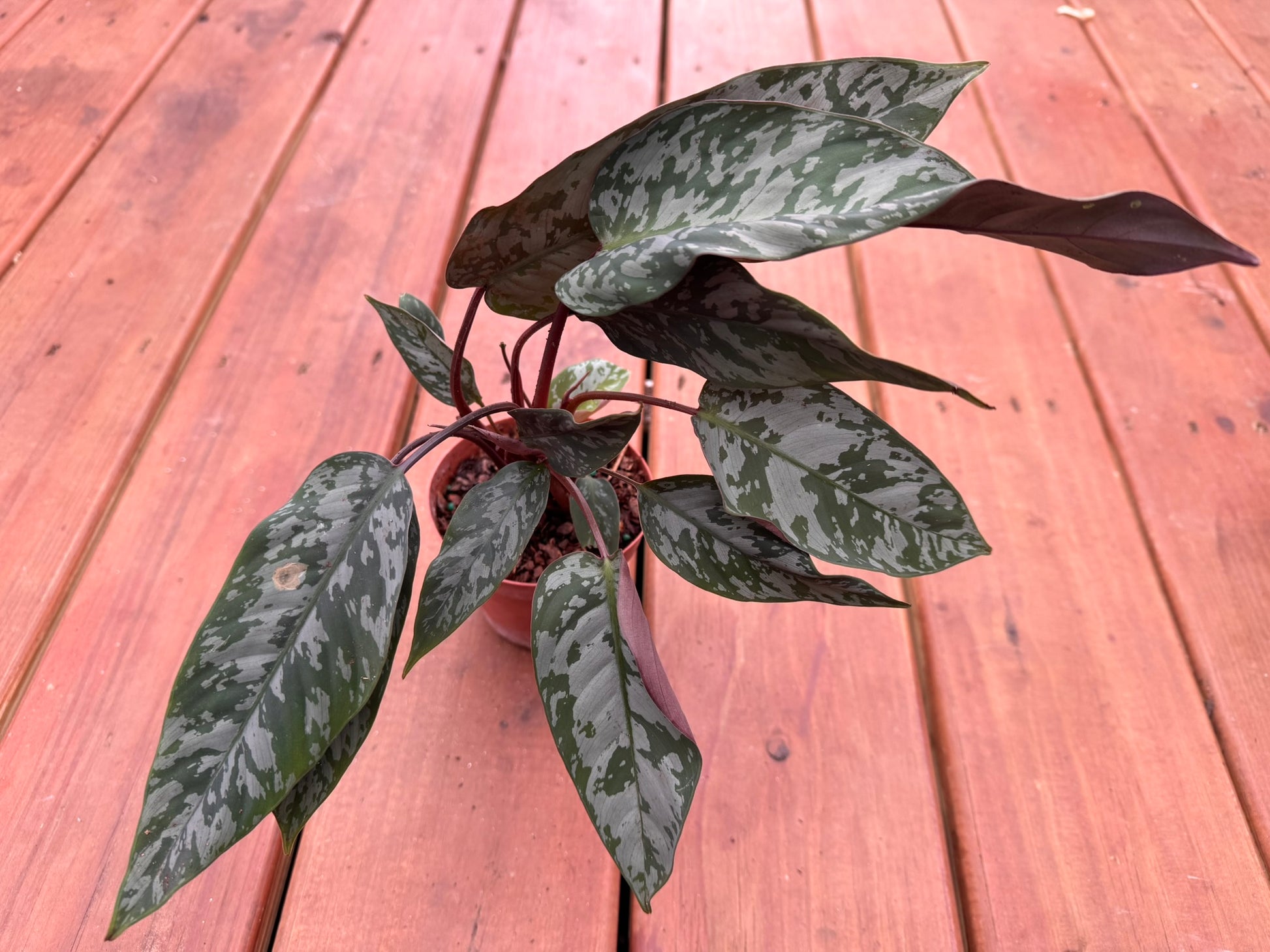 Apoballis Purple Sword in 4-inch pot with long green leaves and deep purple undersides, tropical houseplant