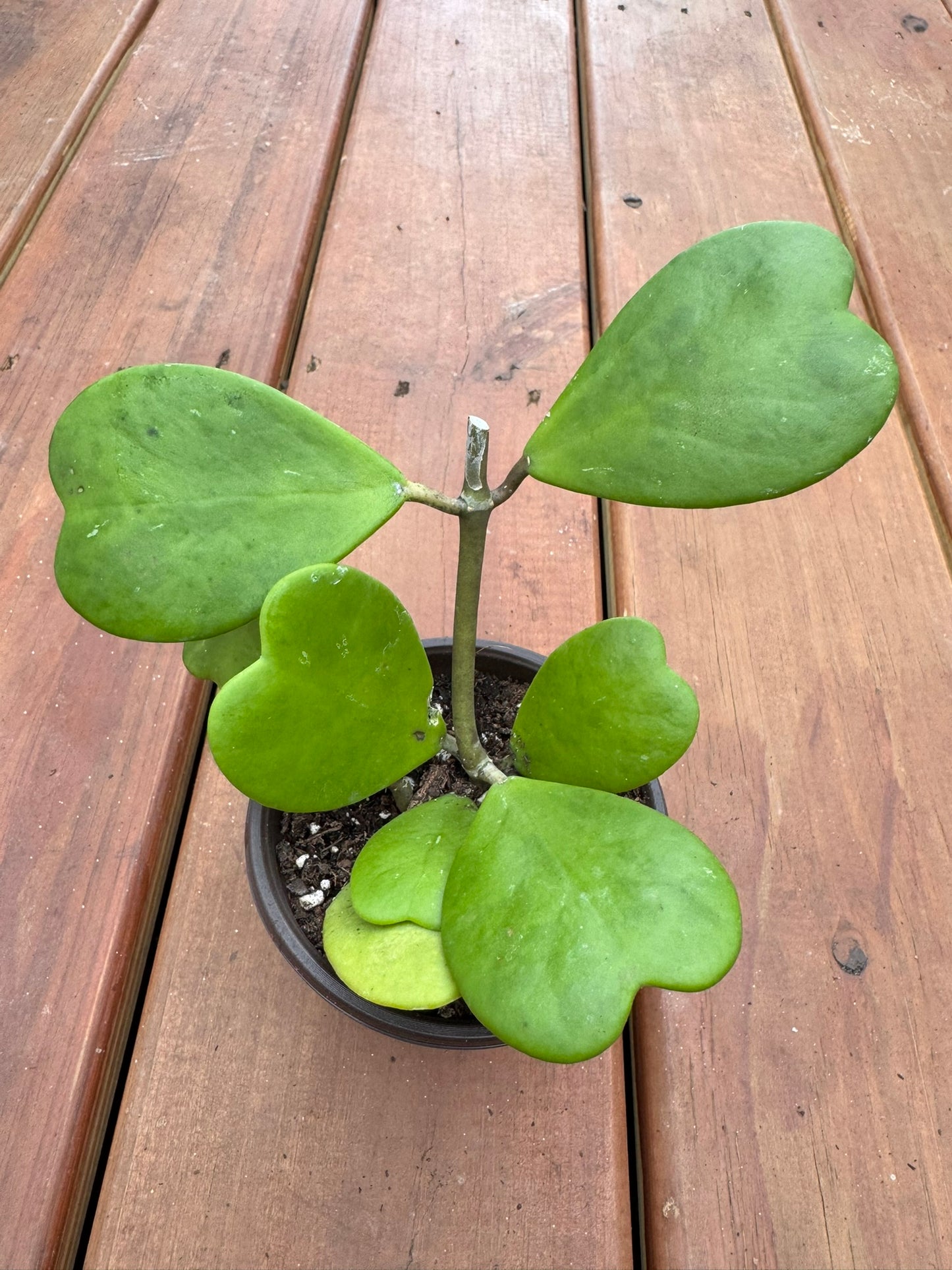 Hoya Kerrii in 4-inch pot with thick heart-shaped green leaves, tropical sweetheart wax plant houseplant