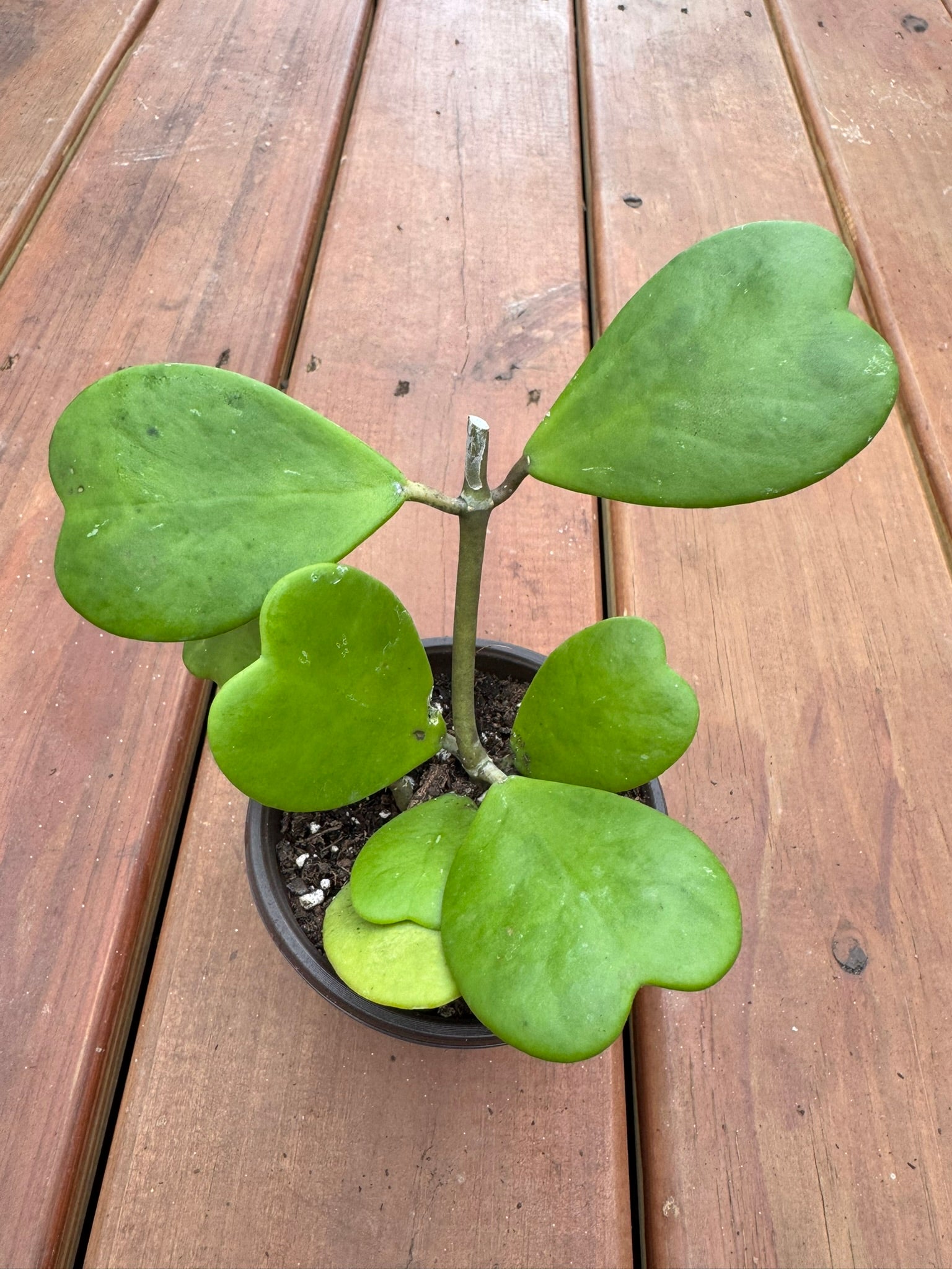 Hoya Kerrii in 4-inch pot with thick heart-shaped green leaves, tropical sweetheart wax plant houseplant