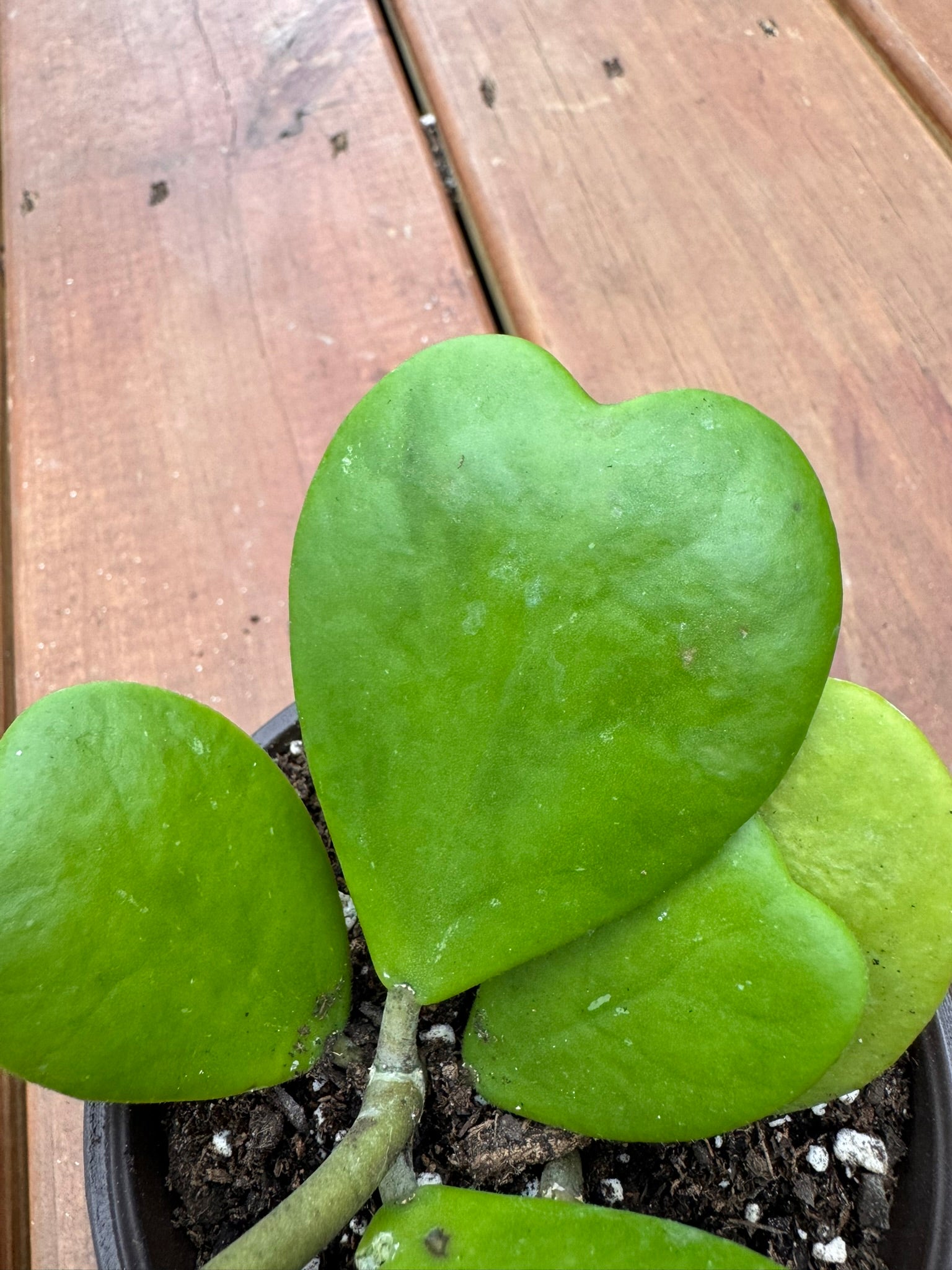 Hoya Kerrii in 4-inch pot with thick heart-shaped green leaves, tropical sweetheart wax plant houseplant