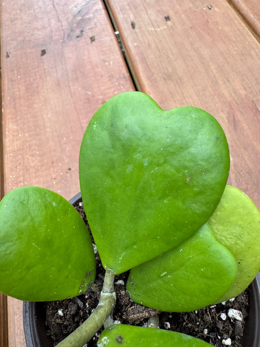 Hoya Kerrii in 4-inch pot with thick heart-shaped green leaves, tropical sweetheart wax plant houseplant