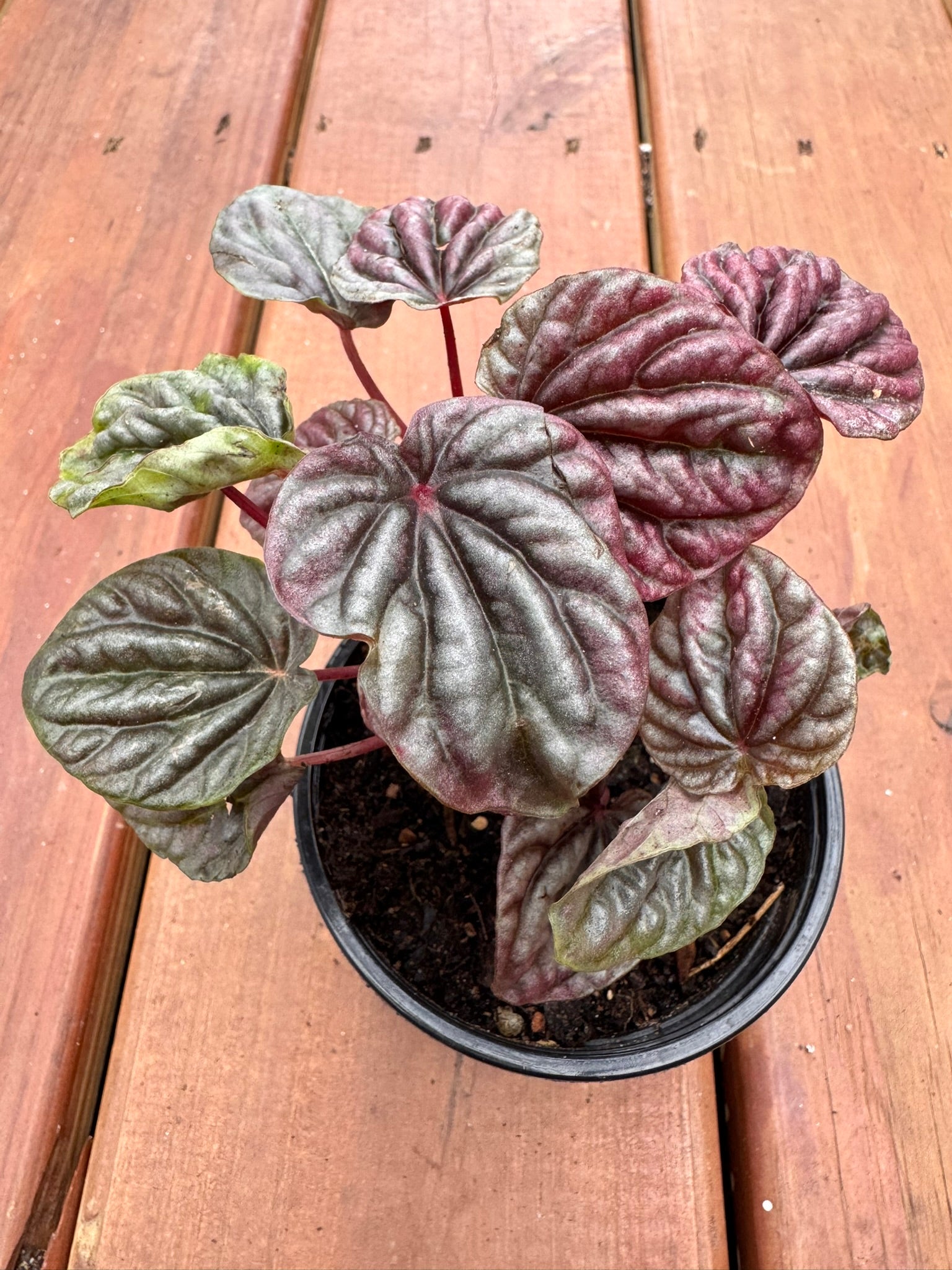 Peperomia Red Luna in 4-inch pot with compact glossy red leaves, pet-friendly tropical houseplant