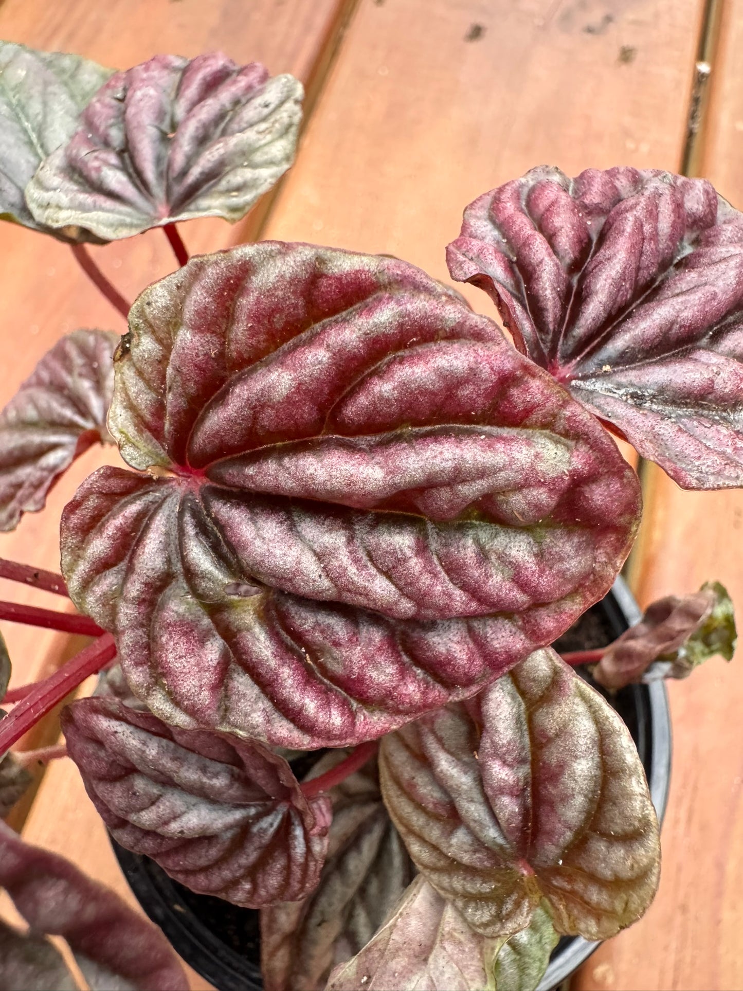 Peperomia Red Luna in 4-inch pot with compact glossy red leaves, pet-friendly tropical houseplant