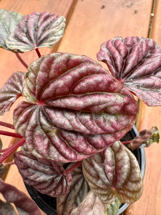 Peperomia Red Luna in 4-inch pot with compact glossy red leaves, pet-friendly tropical houseplant