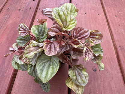 Peperomia Quito in 4-inch pot with round bronze and green textured leaves, compact pet-friendly tropical houseplant