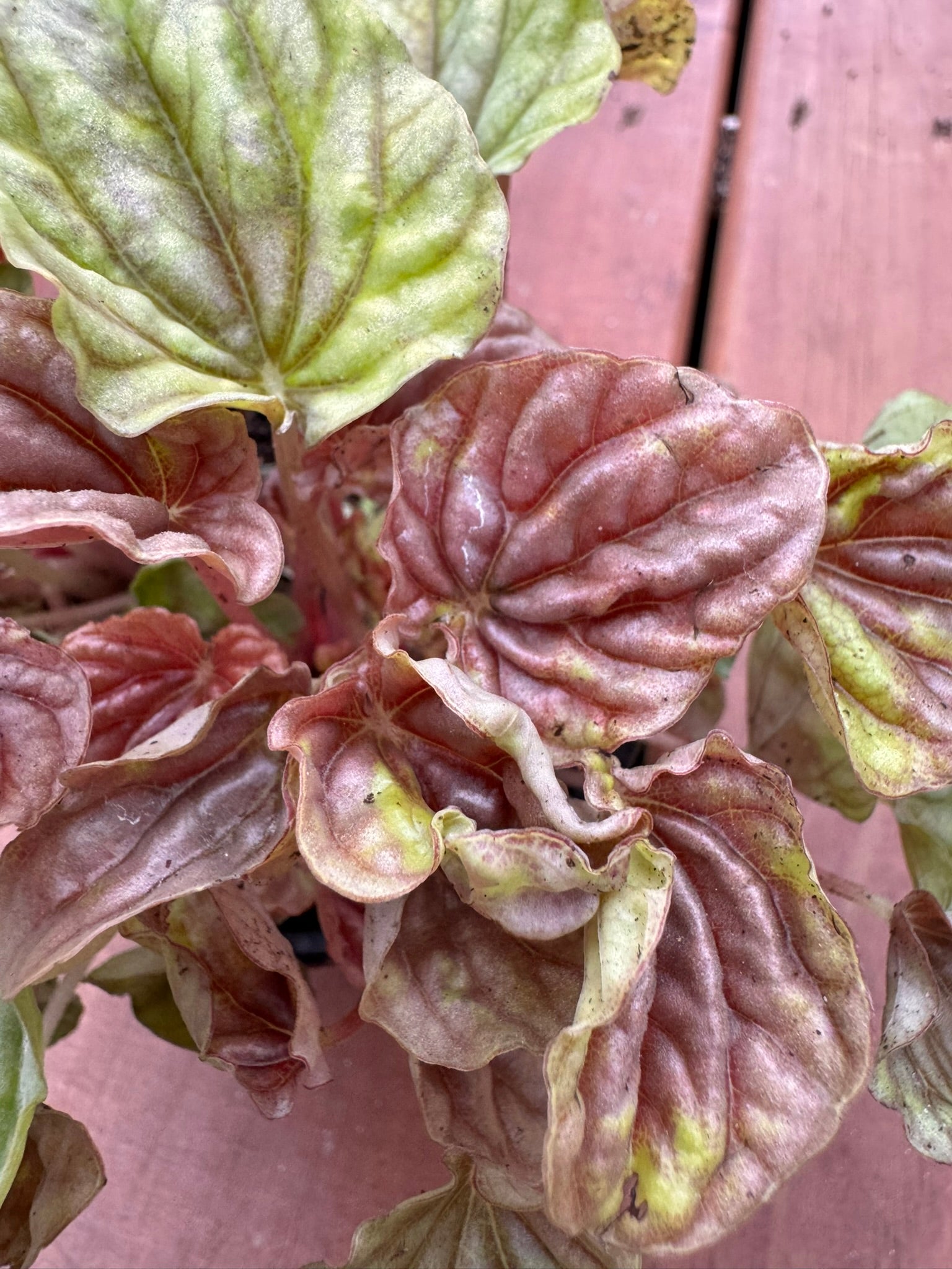 Peperomia Quito in 4-inch pot with round bronze and green textured leaves, compact pet-friendly tropical houseplant