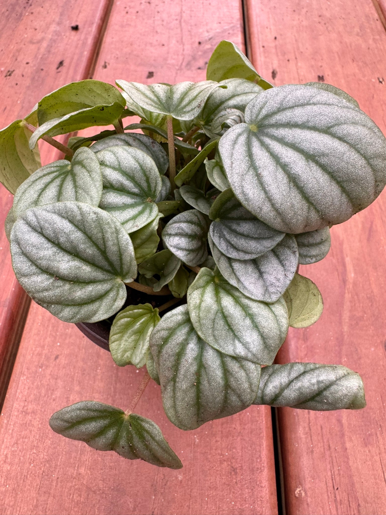Peperomia Frost in 4-inch pot with silvery-green round leaves, compact pet-friendly tropical houseplant