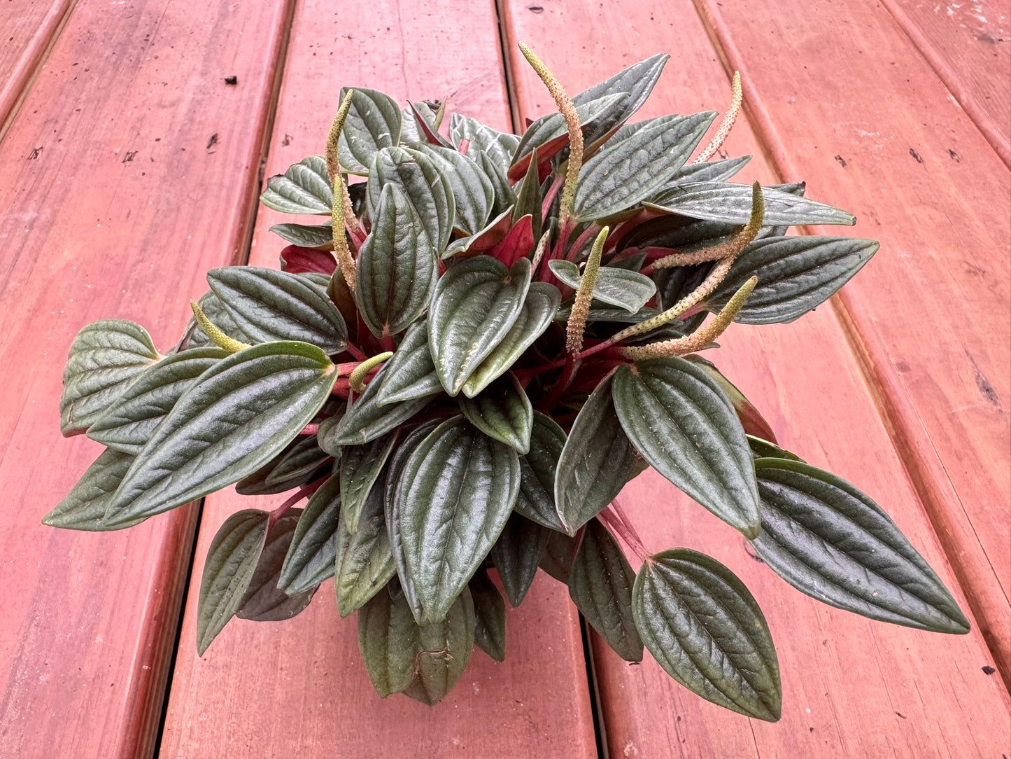 Peperomia Rosso in 4-inch pot with rippled green leaves and red undersides, compact pet-friendly tropical houseplant
