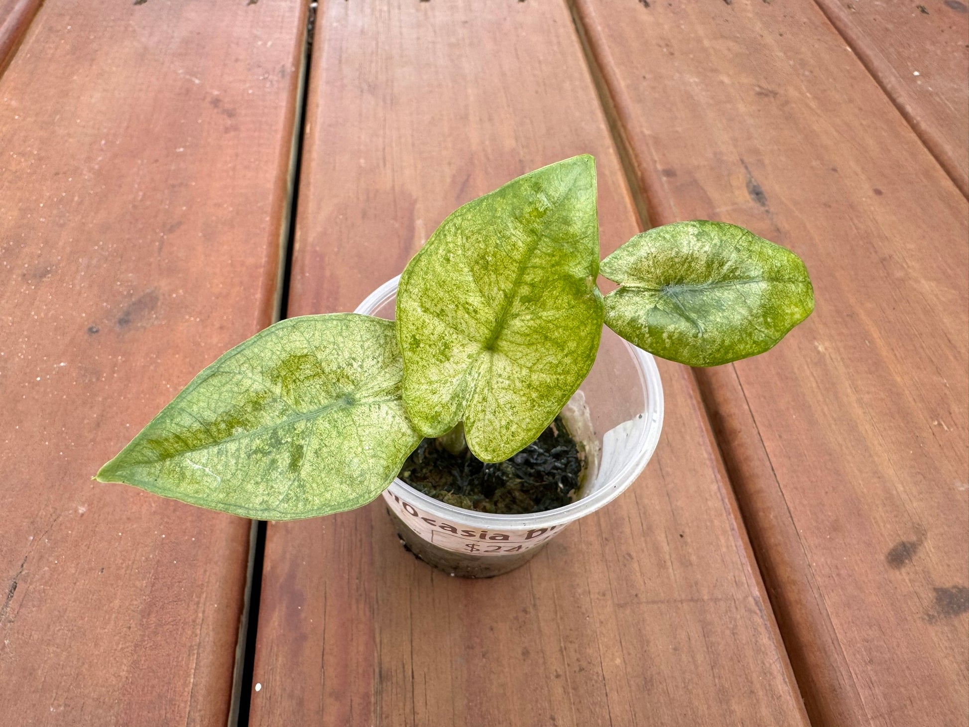 Alocasia Blizzard in 3-inch pot with green leaves marbled in white variegation, compact tropical jewel Alocasia houseplant