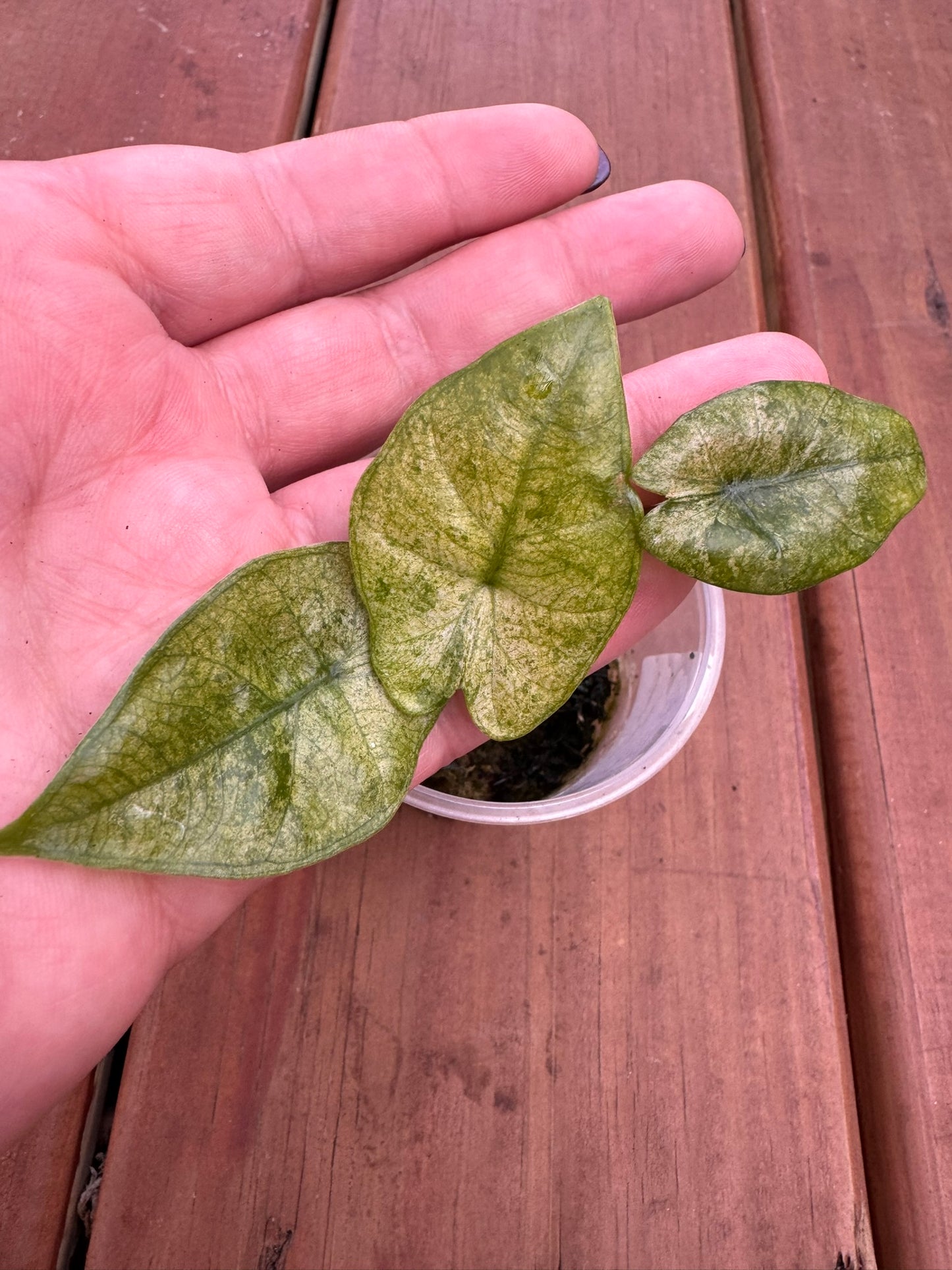Alocasia Blizzard in 3-inch pot with green leaves marbled in white variegation, compact tropical jewel Alocasia houseplant