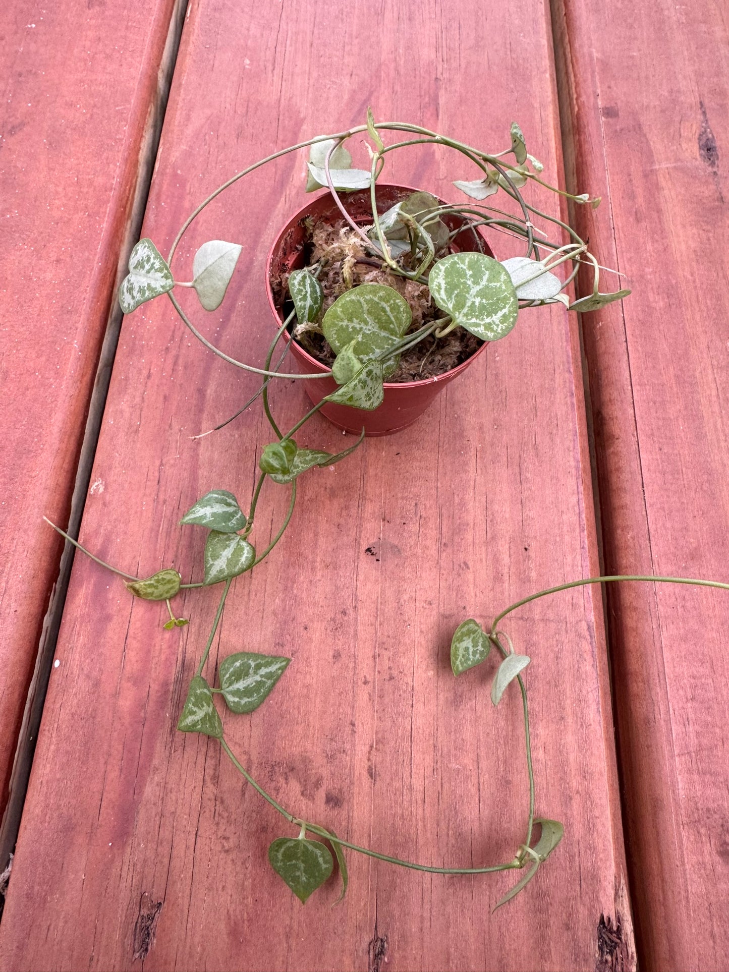 String of Spades in 2-inch pot with trailing vines of small dark green spade-shaped leaves, tropical houseplant