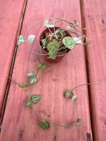 String of Spades in 2-inch pot with trailing vines of small dark green spade-shaped leaves, tropical houseplant