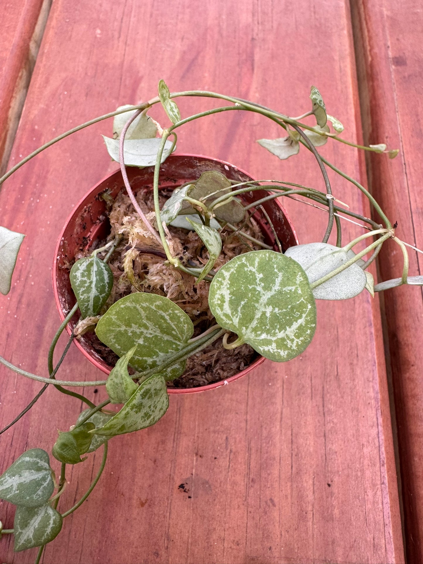 String of Spades in 2-inch pot with trailing vines of small dark green spade-shaped leaves, tropical houseplant