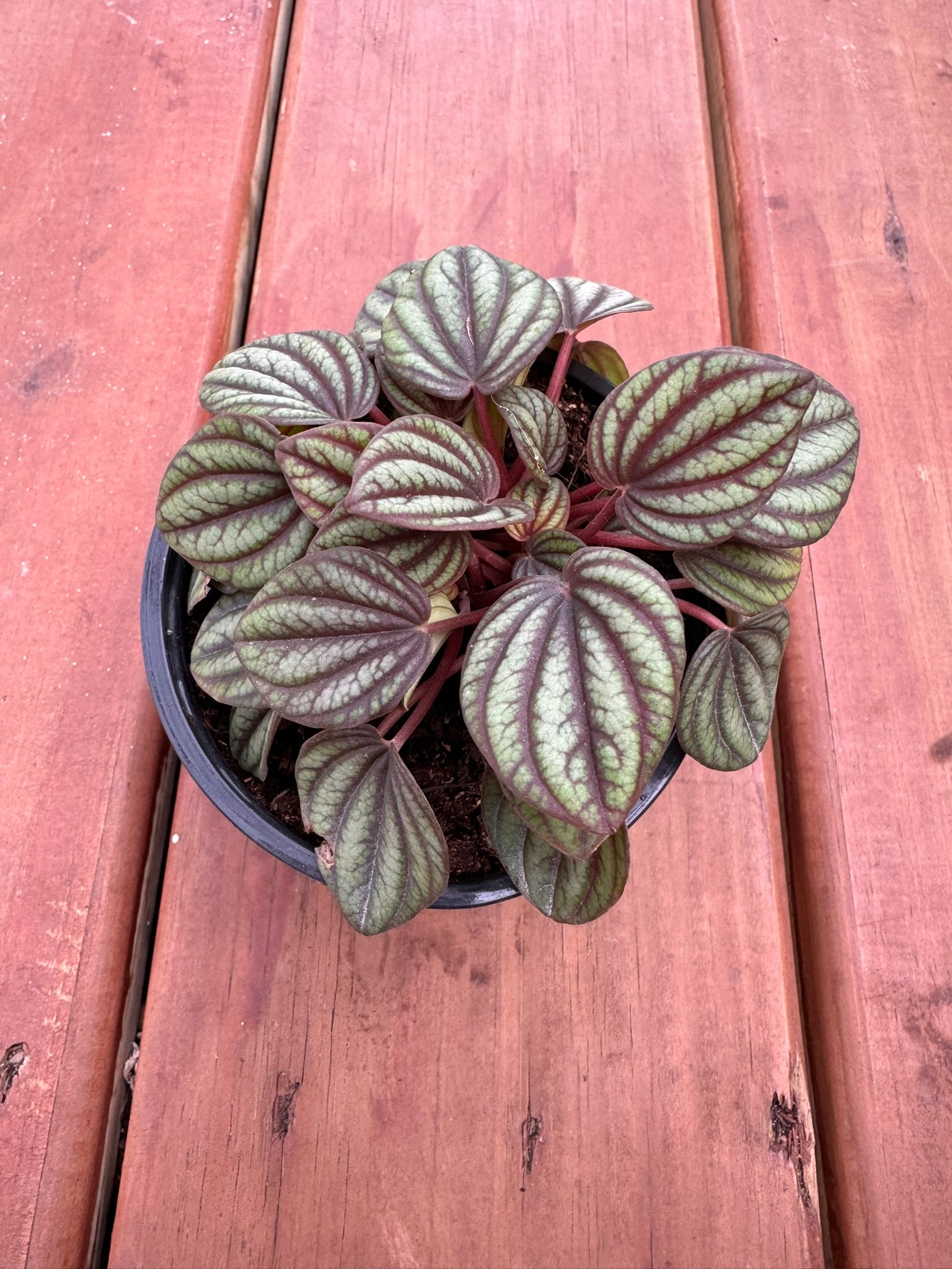Peperomia Piccolo in 4-inch pot with rippled green leaves veined in dark lines, compact pet-friendly tropical houseplant