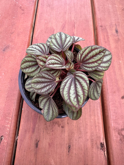 Peperomia Piccolo in 4-inch pot with rippled green leaves veined in dark lines, compact pet-friendly tropical houseplant