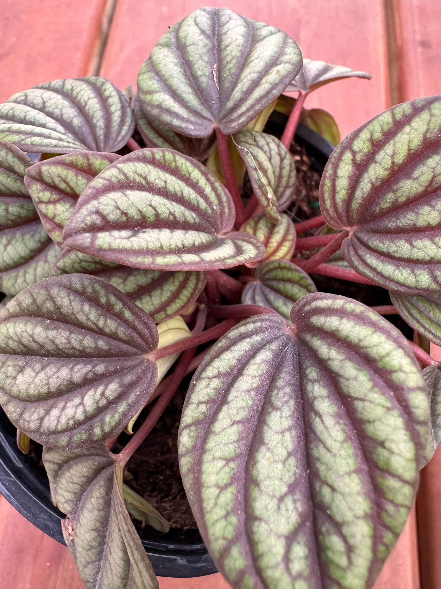 Peperomia Piccolo in 4-inch pot with rippled green leaves veined in dark lines, compact pet-friendly tropical houseplant