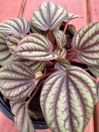 Peperomia Piccolo in 4-inch pot with rippled green leaves veined in dark lines, compact pet-friendly tropical houseplant