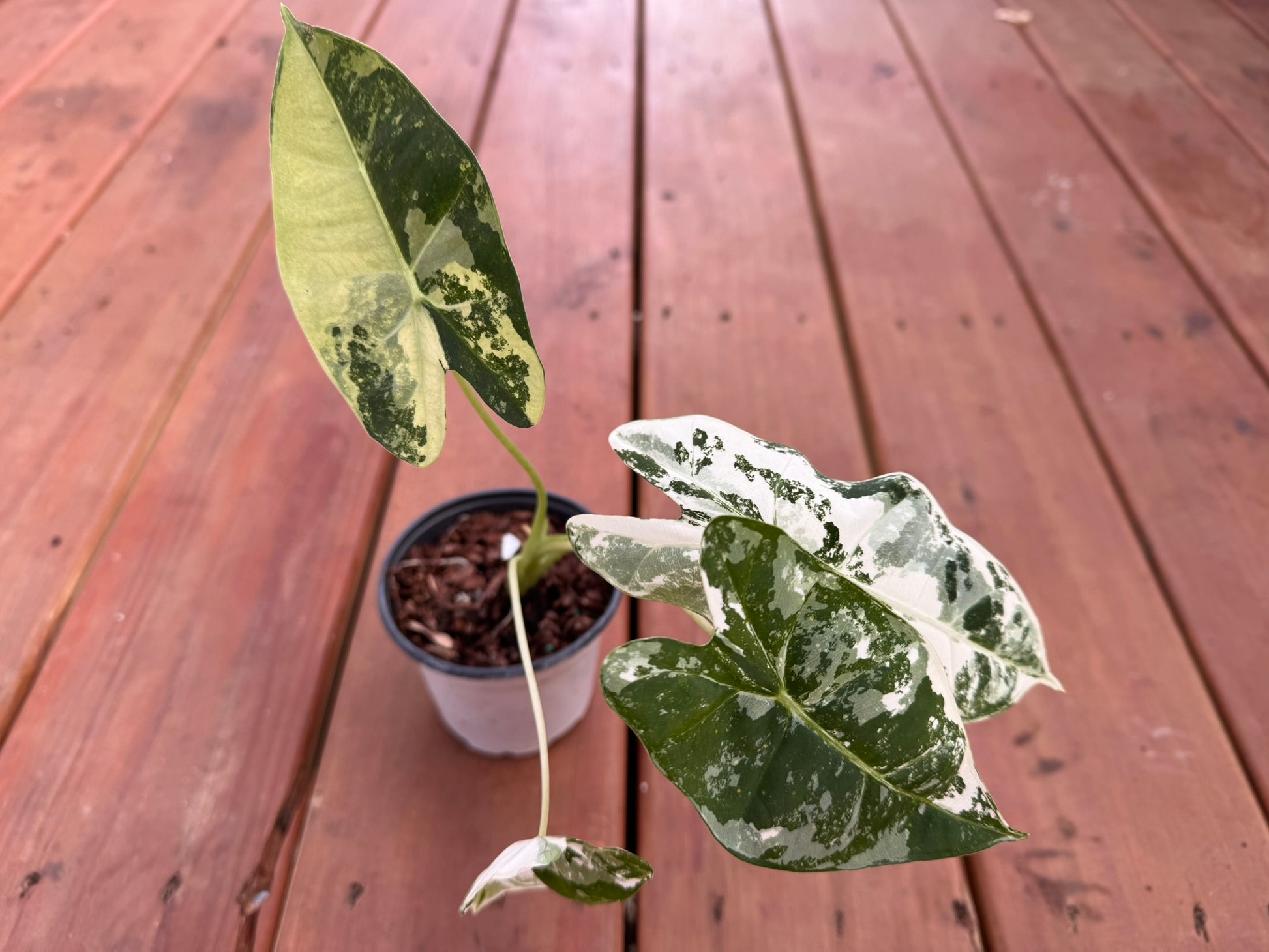 Alocasia Frydek Variegated in 4-inch pot with deep green velvet leaves and white variegation, tropical Alocasia houseplant