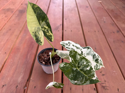 Alocasia Frydek Variegated in 4-inch pot with deep green velvet leaves and white variegation, tropical Alocasia houseplant