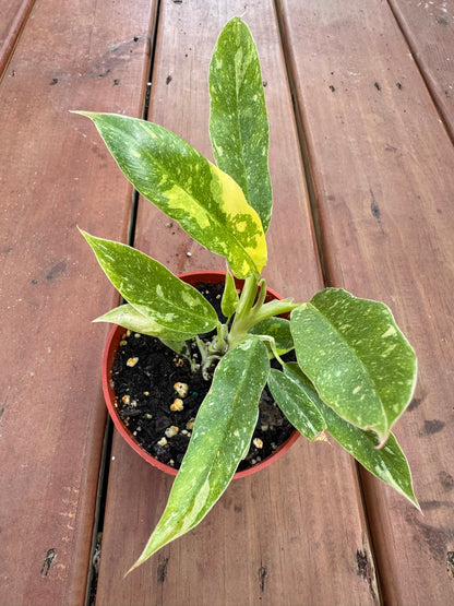 Philodendron Ring of Fire in 4-inch pot with serrated green leaves streaked in orange, yellow, and cream variegation, tropical philodendron houseplant