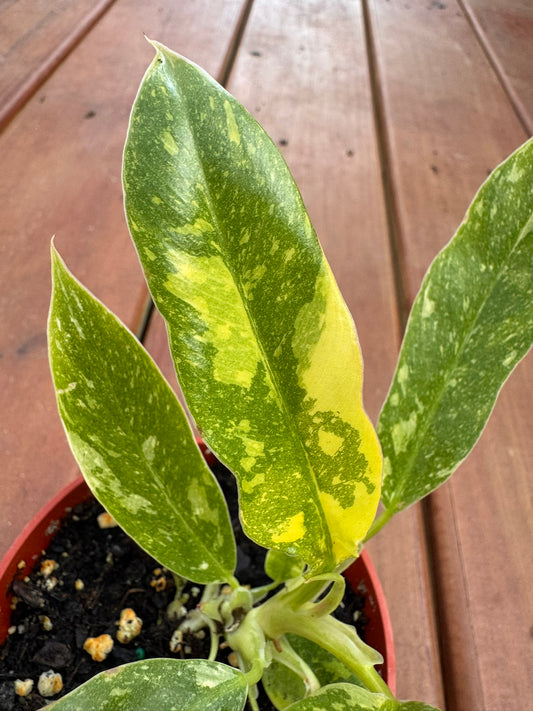 Philodendron Ring of Fire in 4-inch pot with serrated green leaves streaked in orange, yellow, and cream variegation, tropical philodendron houseplant