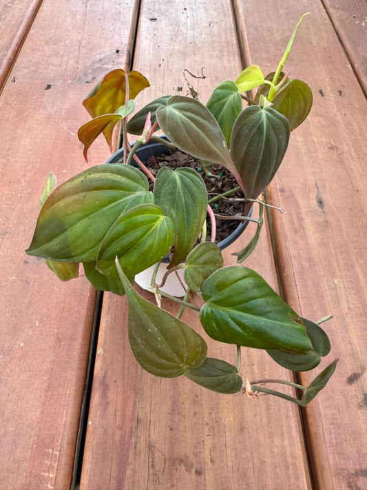 Philodendron Micans in 4-inch pot with trailing velvety green and bronze heart-shaped leaves, tropical philodendron houseplant