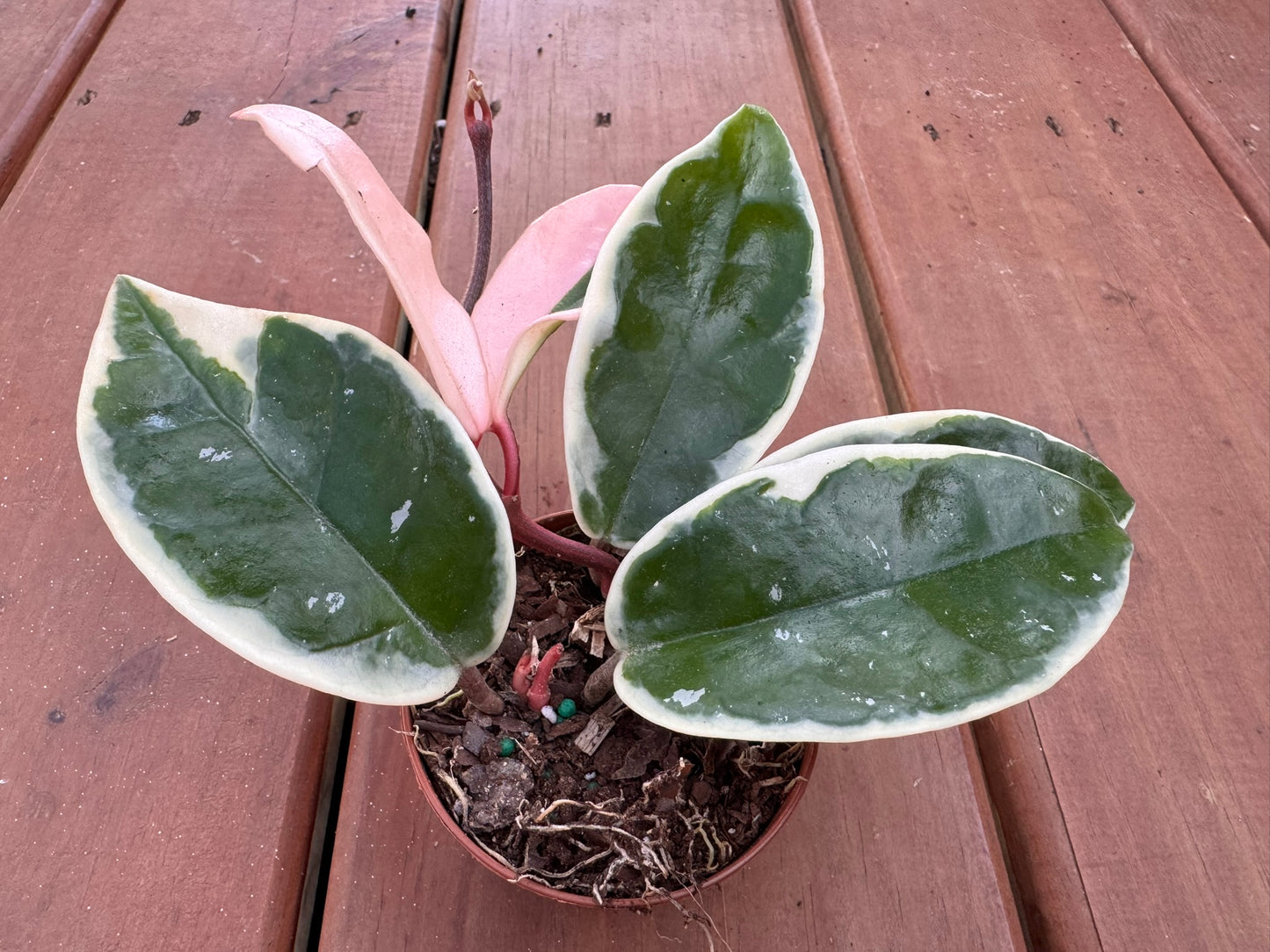 Hoya Krimson Queen in 3-inch pot with green leaves edged in white and pink, compact tropical wax plant houseplant