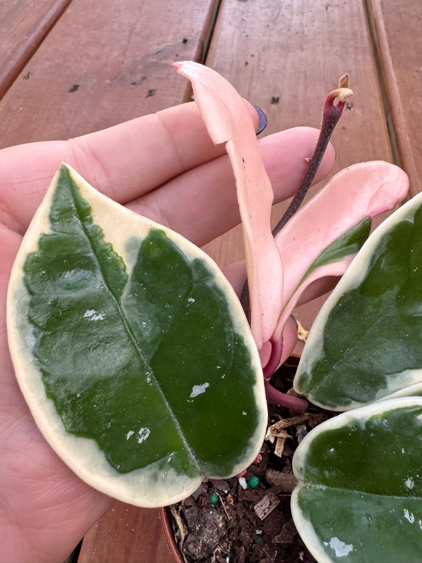 Hoya Krimson Queen in 3-inch pot with green leaves edged in white and pink, compact tropical wax plant houseplant
