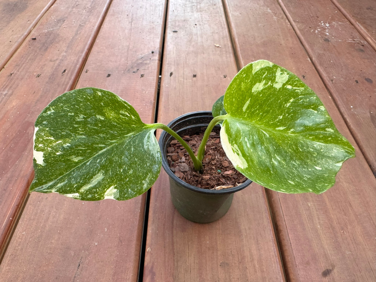 Monstera Thai Constellation in 4-inch pot with green leaves splashed in creamy white variegation, tropical variegated Monstera houseplant